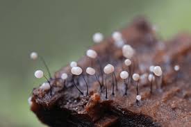 Attēlu rezultāti vaicājumam “Comatricha nigra macro”