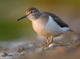 Attēlu rezultāti vaicājumam “Actitis hypoleucos adult”