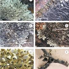 Attēlu rezultāti vaicājumam “Xanthoriicola physciae”