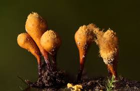 Attēlu rezultāti vaicājumam “Hemitrichia calyculata stalked”