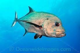 Image result for Caranx lugubris