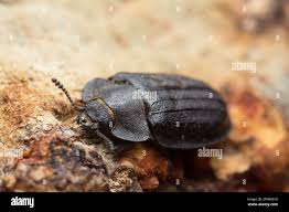 Attēlu rezultāti vaicājumam “Peltis grossa”