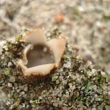 Attēlu rezultāti vaicājumam “Geopora arenicola”