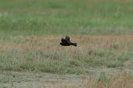 Image result for Melanocorypha yeltoniensis