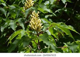Attēlu rezultāti vaicājumam “Aesculus flava flower”