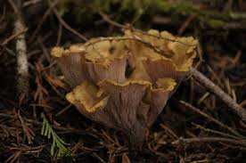 Attēlu rezultāti vaicājumam “Gomphus clavatus”