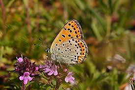 Attēlu rezultāti vaicājumam “Lycaena tityrus female”