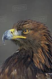 Attēlu rezultāti vaicājumam “Aquila chrysaetos adult”