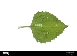 Attēlu rezultāti vaicājumam “Galinsoga quadriradiata leaf”