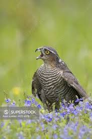 Attēlu rezultāti vaicājumam “Accipiter nisus female”