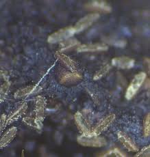 Attēlu rezultāti vaicājumam “Licea castanea sessile”