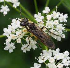 Attēlu rezultāti vaicājumam “Tenthredo scrophulariae exuvia”