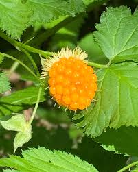 Attēlu rezultāti vaicājumam “Listera cordata fruit”