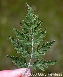 Attēlu rezultāti vaicājumam “Ambrosia artemisiifolia leaf”