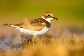 Attēlu rezultāti vaicājumam “Pluvialis apricaria adult”