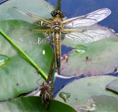 Attēlu rezultāti vaicājumam “Libellula quadrimaculata exuvia”