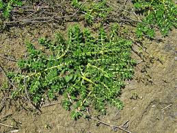 Attēlu rezultāti vaicājumam “Glaux maritima leaf”
