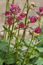 Image result for Astrantia majon `Abbey Road`