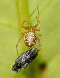 Attēlu rezultāti vaicājumam “Phylloneta cocoon”
