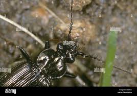 Attēlu rezultāti vaicājumam “Loricera pilicornis”