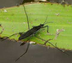 Attēlu rezultāti vaicājumam “Gerridae”