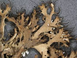 Attēlu rezultāti vaicājumam “Anaptychia ciliaris”