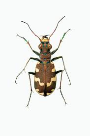 Attēlu rezultāti vaicājumam “Cicindela maritima”