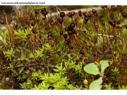 Attēlu rezultāti vaicājumam “Tortula truncata sporophyte”