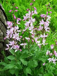 Image result for Diptam