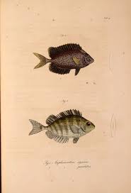 Image result for Siganus rivulatus