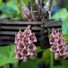 Attēlu rezultāti vaicājumam “Lycogala convexum”