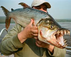 Image result for Goliath Tigerfish