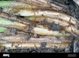 Attēlu rezultāti vaicājumam “Pistillaria sp.”