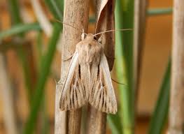 Attēlu rezultāti vaicājumam “Leucania comma”