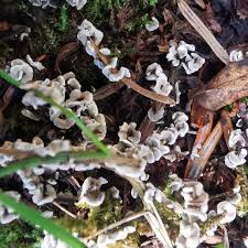 Attēlu rezultāti vaicājumam “Physarum bivalve”