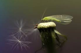 Attēlu rezultāti vaicājumam “Chrysopidae eggs”