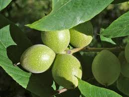 Attēlu rezultāti vaicājumam “Juglans ailanthifolia”