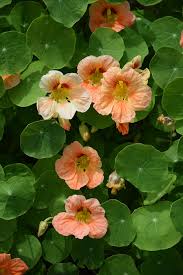 Image result for Tropaeolum minus