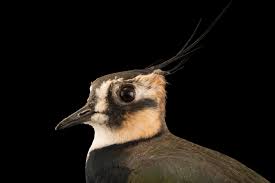 Attēlu rezultāti vaicājumam “Vanellus vanellus”