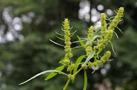 Attēlu rezultāti vaicājumam “Rumex maritimus leaf”