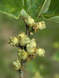 Attēlu rezultāti vaicājumam “Hamamelis japonica bud”