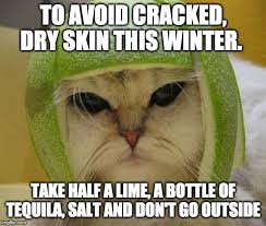 Image result for limecat