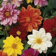 Image result for Dahlia x pinnata `Redskin`