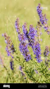 Image result for Ysop