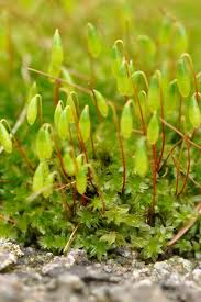 Attēlu rezultāti vaicājumam “Bryum pallens sporophyte”