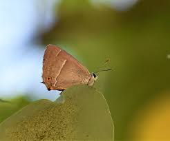 Attēlu rezultāti vaicājumam “Favonius quercus”