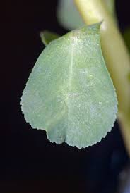 Attēlu rezultāti vaicājumam “Euphorbia helioscopia leaf”