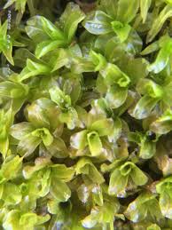 Attēlu rezultāti vaicājumam “Syntrichia latifolia”