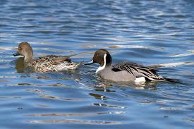 Image result for Anas acuta