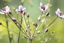 Attēlu rezultāti vaicājumam “Butomus umbellatus flower”